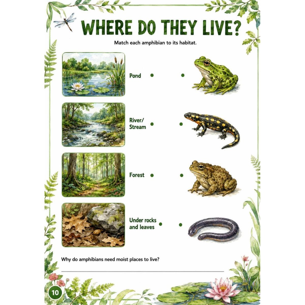 Amphibians Science Workbook for Kids | Printable PDF Activities - Image 2
