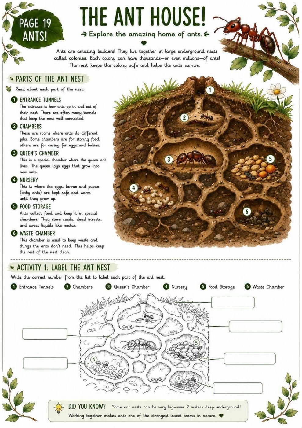 Ant Science Workbook for Kids – Printable PDF | Ages 11–12 - Image 3