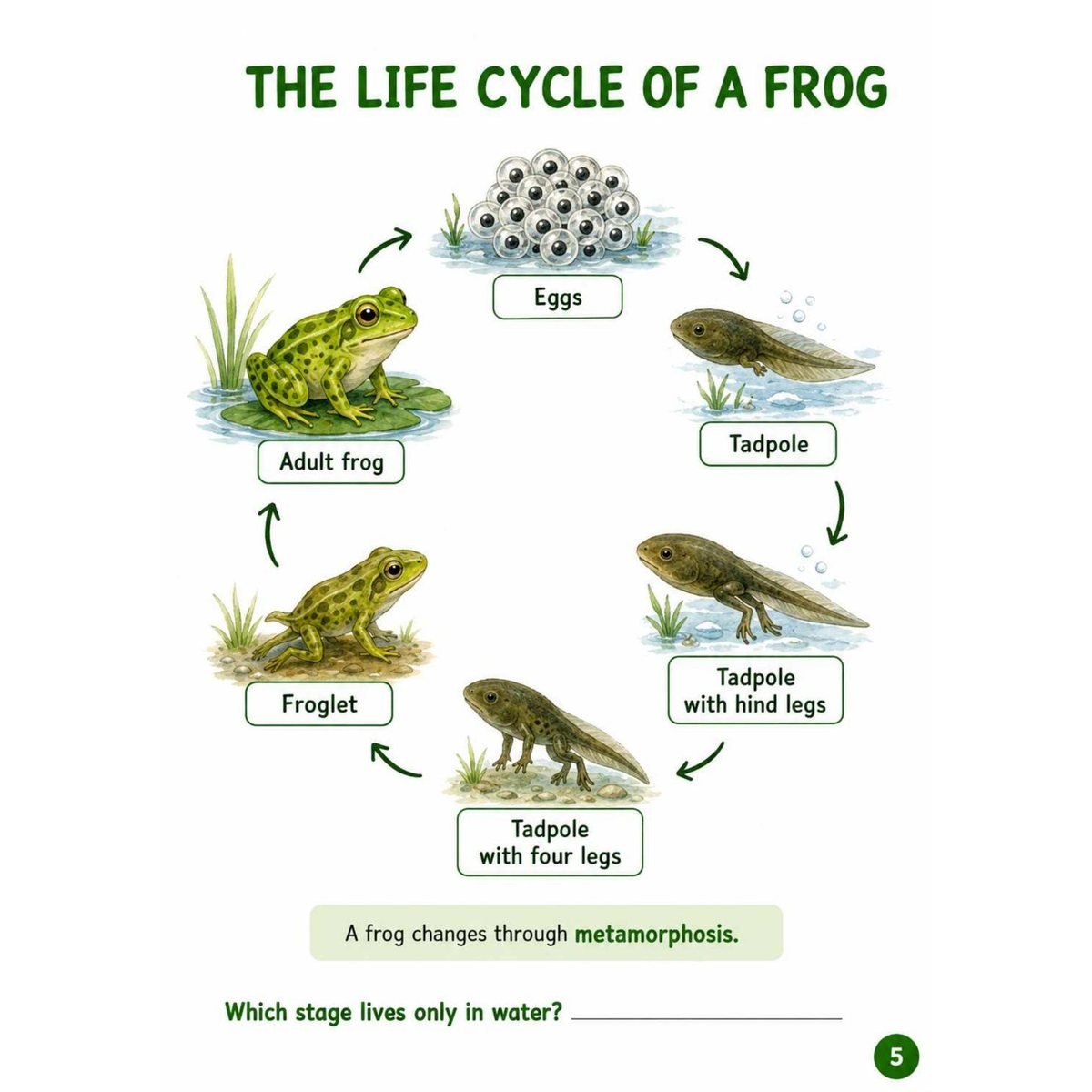 Amphibians Science Workbook for Kids | Printable PDF Activities - Image 4