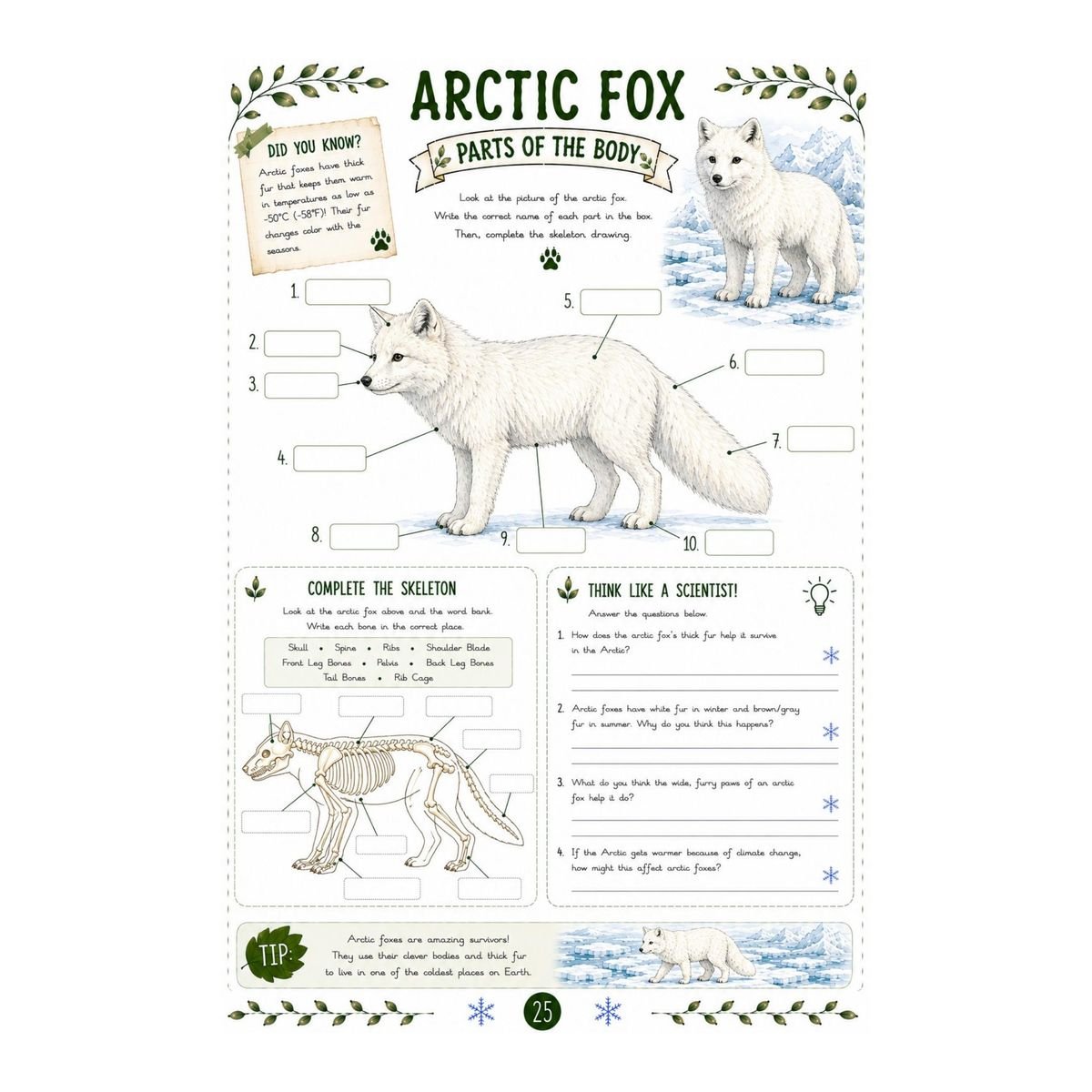 Arctic Fox Science Workbook for Kids – Printable PDF - Image 3