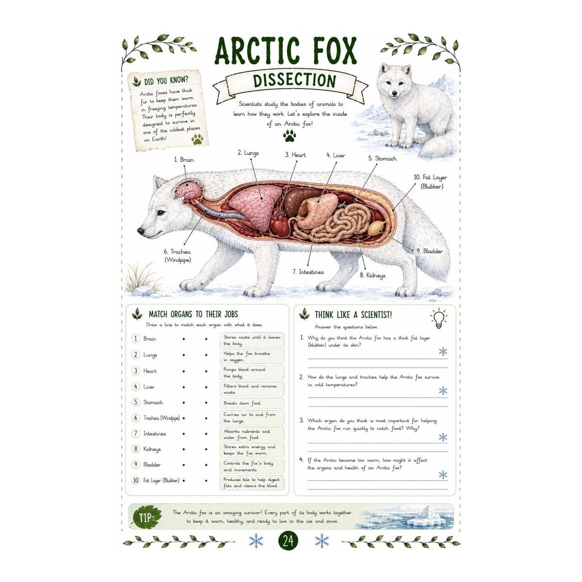 Arctic Fox Science Workbook for Kids – Printable PDF - Image 4