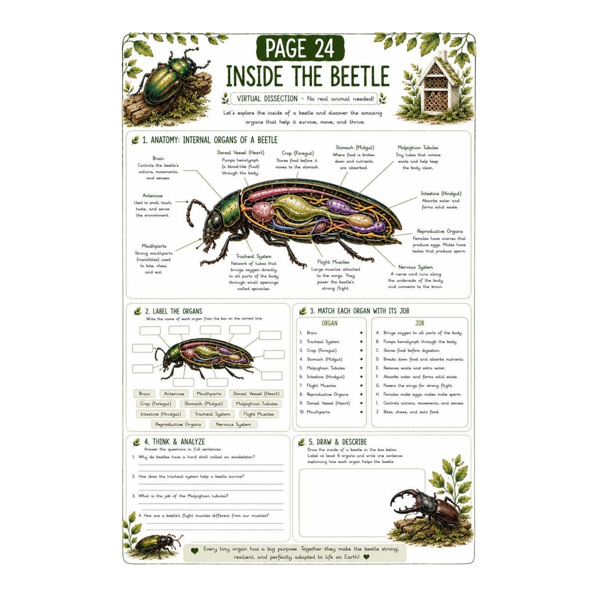 Beetle Science Workbook for Kids – Printable PDF - Image 3