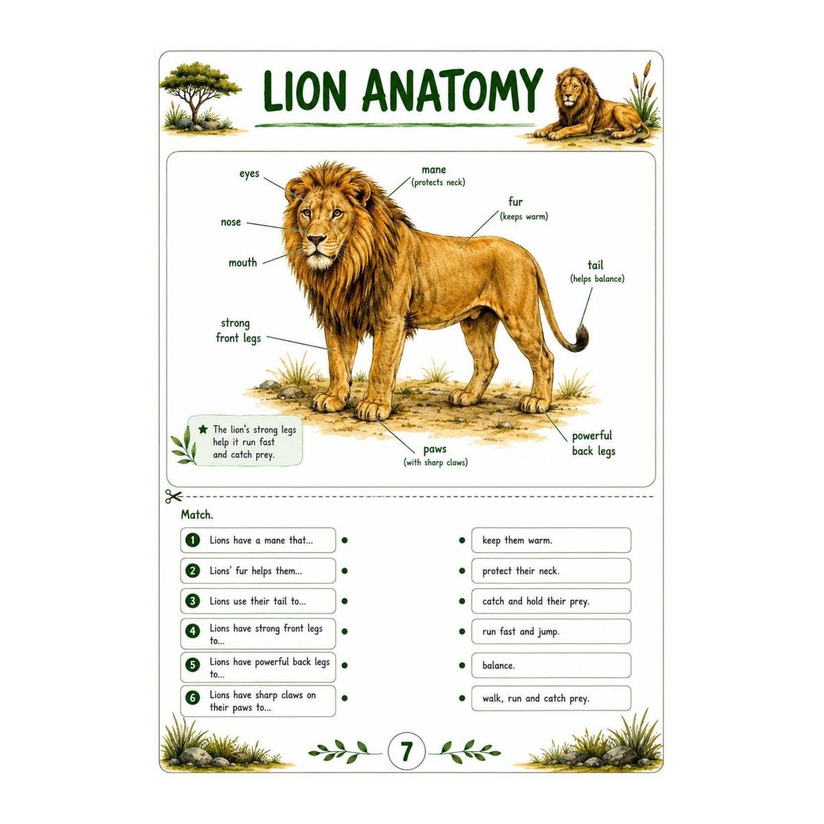 Lion Science Workbook for Kids – Printable PDF - Image 2