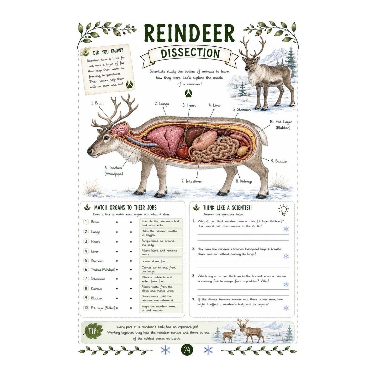 Reindeer Science Workbook for Kids – Printable PDF - Image 4