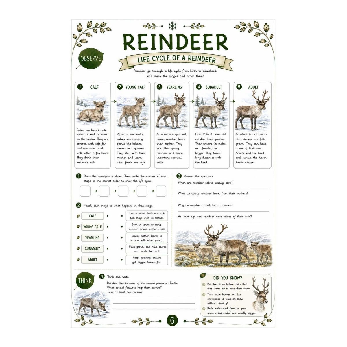 Reindeer Science Workbook for Kids – Printable PDF - Image 5