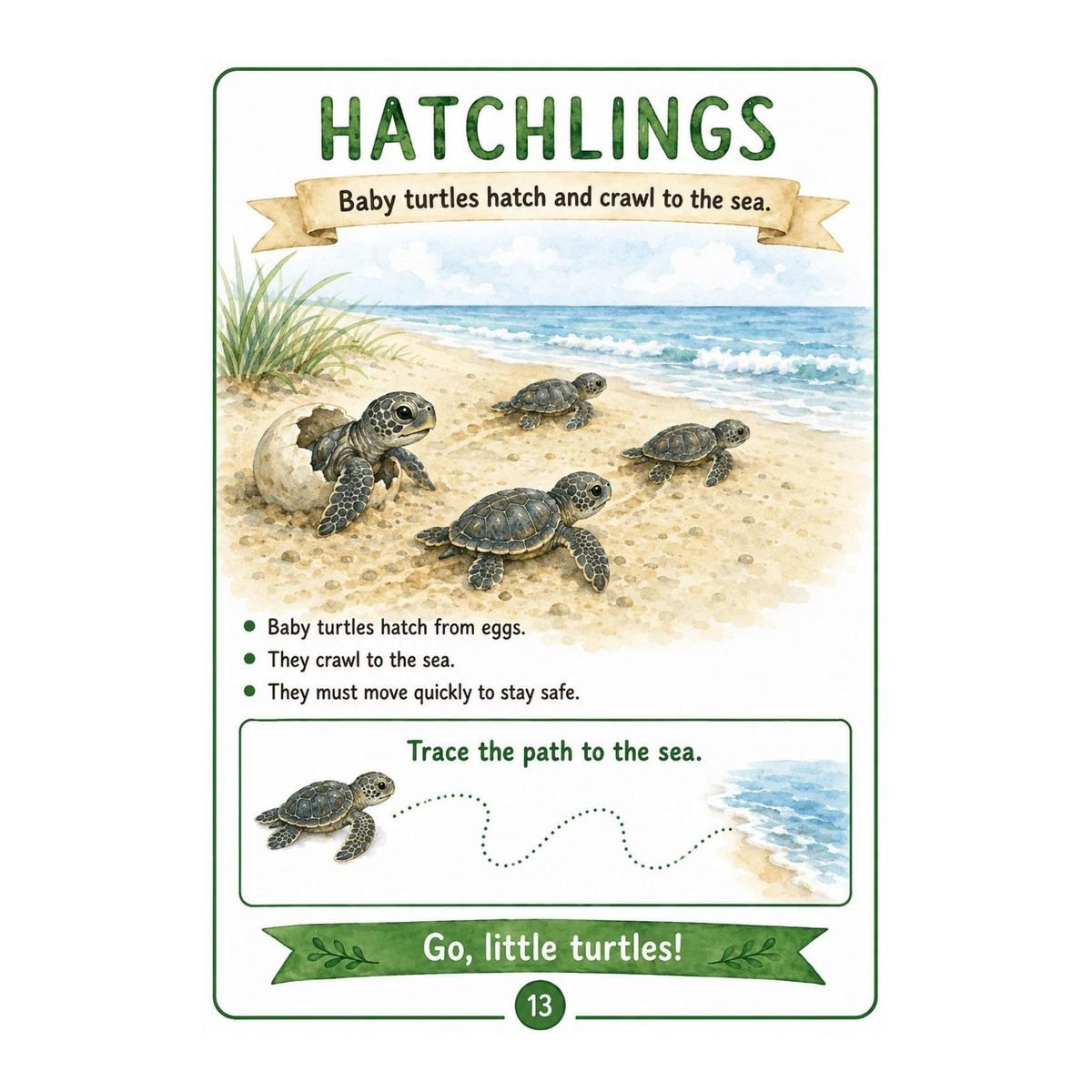 Sea Turtles Science Workbook for Kids – Printable PDF - Image 3