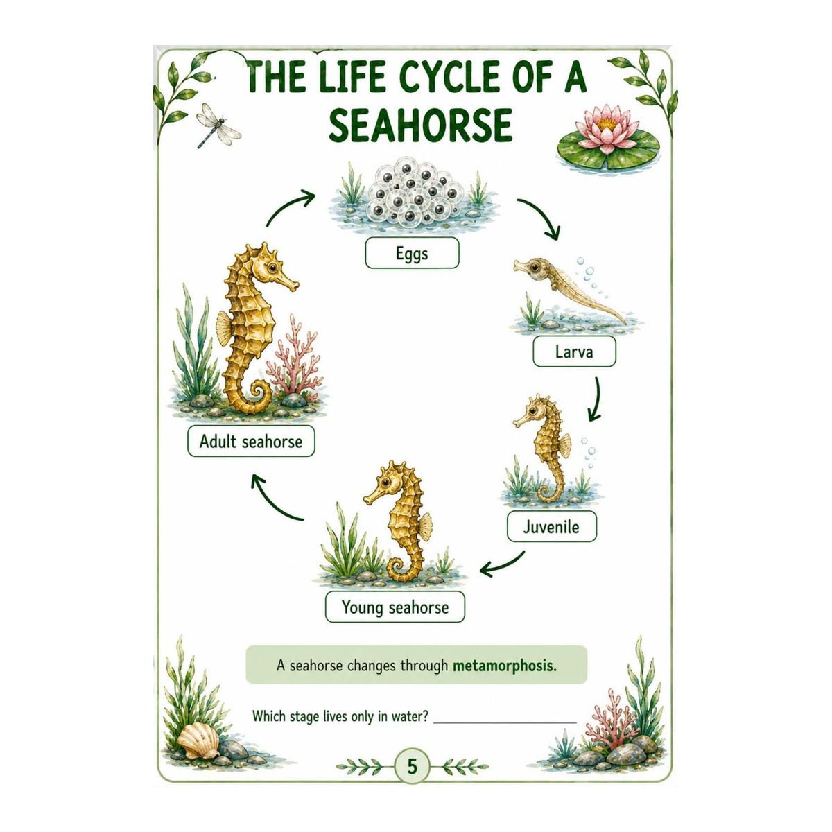 Seahorses Science Workbook for Kids – Printable PDF - Image 4