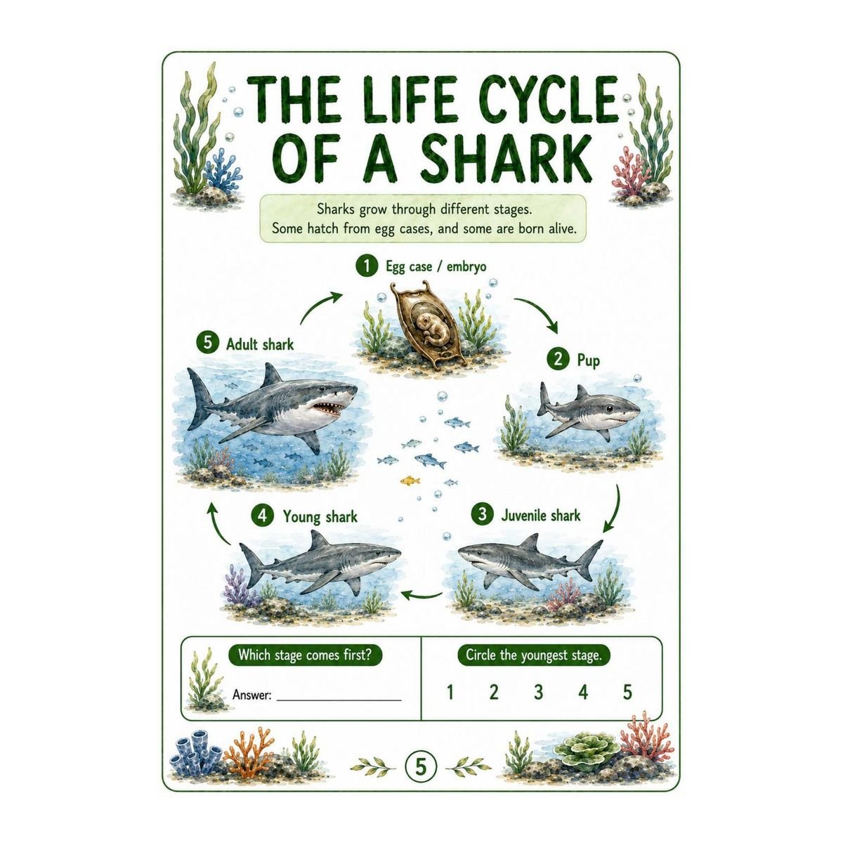 Shark Science Workbook for Kids – Printable PDF - Image 4
