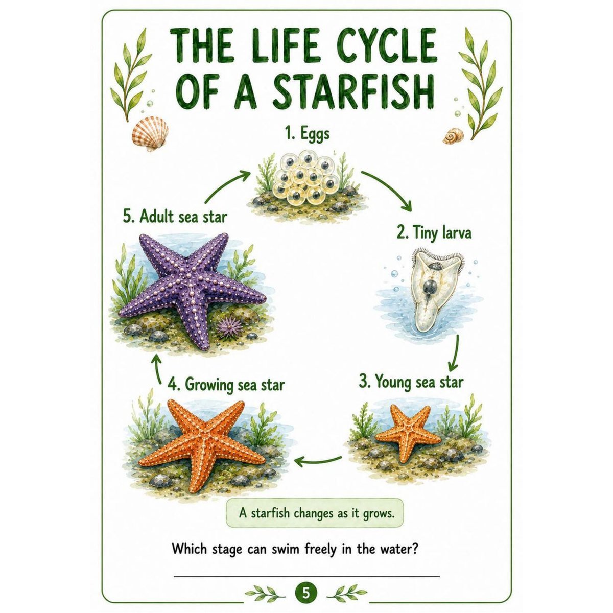 Starfish Science Workbook for Kids – Printable PDF | Ages 7–11 - Image 2